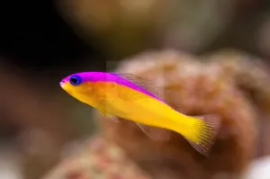 Flashback Pygmy Basslet (Pictichromis diadema)